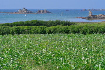 Champ d'artichauts dans le Trégor en Bretagne