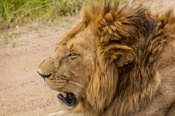 Lion in Masai Mara National Reserve, Kenya