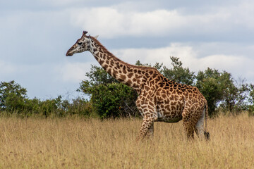 Naklejka na ściany i meble Giraffe in Masai Mara National Reserve, Kenya