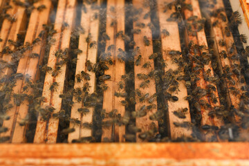 A beehive with bees. A box with bees