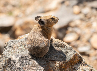 Pika on rock on Trail Ridge in Rocky Mountain National Park