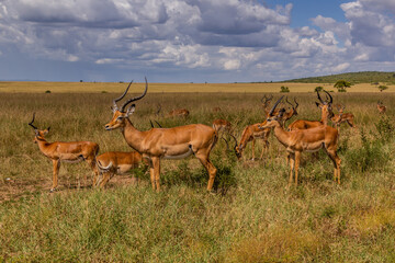 Impalas (Aepyceros melampus) in Masai Mara National Reserve, Kenya