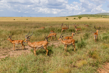 Impalas (Aepyceros melampus) in Masai Mara National Reserve, Kenya