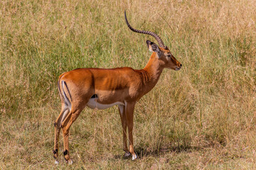 Naklejka na ściany i meble Common impala (Aepyceros melampus) in Masai Mara National Reserve, Kenya