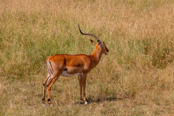 Common impala (Aepyceros melampus) in Masai Mara National Reserve, Kenya