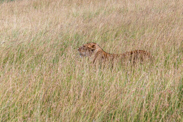 Lioness in Masai Mara National Reserve, Kenya