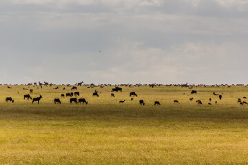 Obraz premium Various herbivores in Masai Mara National Reserve, Kenya