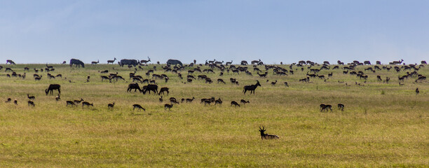 Naklejka na ściany i meble Various herbivores in Masai Mara National Reserve, Kenya
