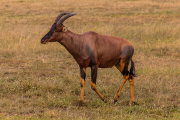 Topi (Damaliscus lunatus) in Masai Mara National Reserve, Kenya