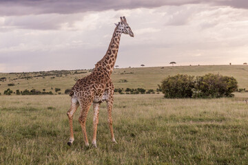 Giraffe in Masai Mara National Reserve, Kenya