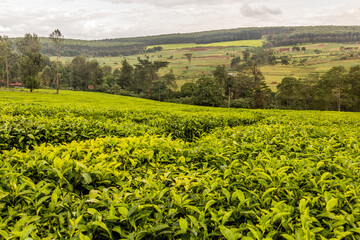 Tea plantations near Kericho, Kenya