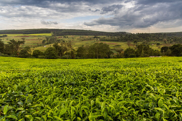 Fototapeta na wymiar Tea plantations near Kericho, Kenya