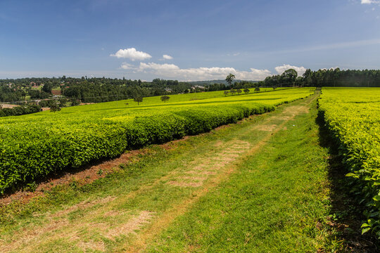 Tea plantations near Kericho, Kenya