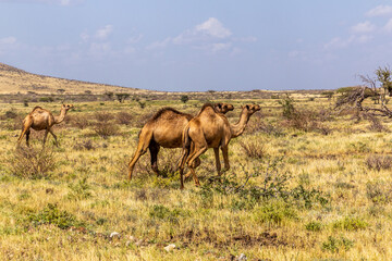 Camels near Marsabit town, Kenya
