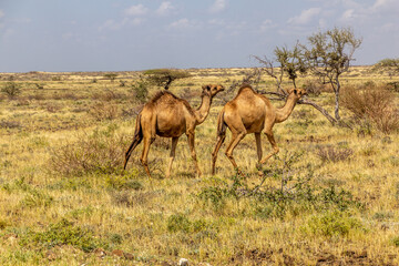 Camels near Marsabit town, Kenya