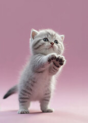 british kitten on pink background