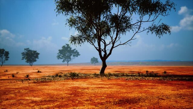 Desert trees in plains of africa under clear sky and dry floor