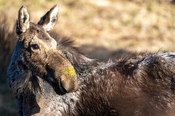 Moose Portrait in the Tetons of Wyoming