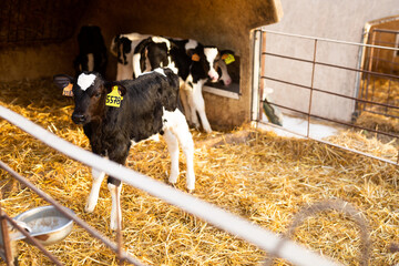 Little calves with yellow and orange ear tags standing in plastic calf hutch in livestock barn on...