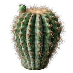 A green cactus with long, thin needles on a transparent background png isolated Generative Ai