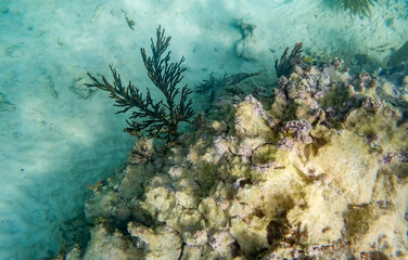 Coral reef, underwater shot - Day scene