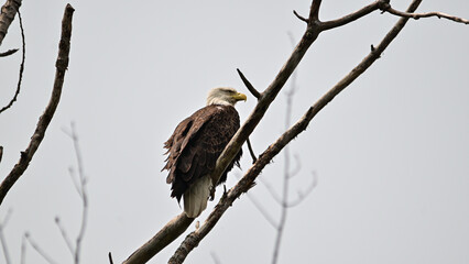 Bald Eagle on a Branch Hunting