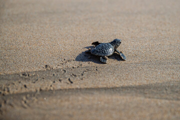 Sea Turtle in Kuta beach
