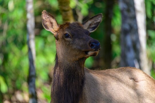 Elk Female Close Up in the Woods at Cataloochee Valley of the Smoky Mountains