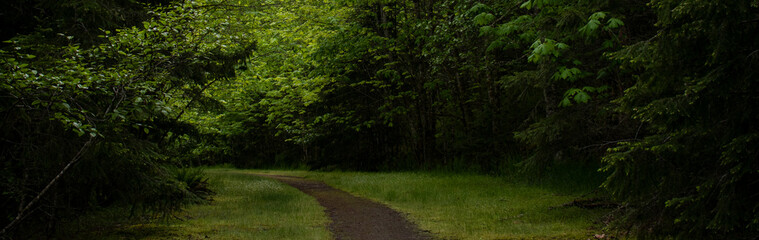 green forest path