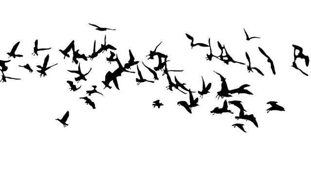 silhouettes of seagulls, martı sülietleri, martı, martılar, kuşlar PNG photo