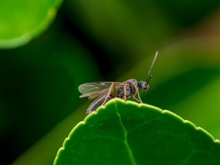 Macro de una hormiga en el bosque