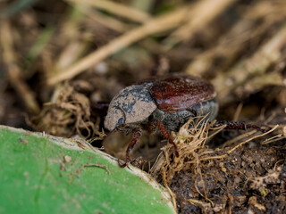 Macro de un escarabajo en el bosque
