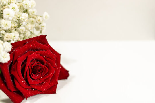 wet red rose with baby's breath on white table