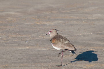 Beautiful bird on the sand