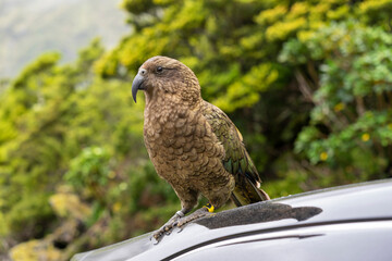 Kea bird standing on a car