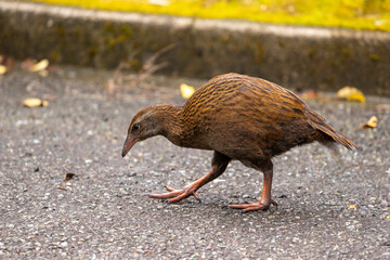 A weka bird gracefully walks on gravelly ground, showcasing its distinct features and blending with the natural surroundings