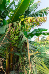 Fototapeta na wymiar Green bananas on a tree in Egypt on village agricultural land
