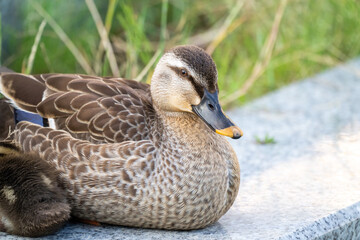 親ガモと子ガモが人工池で暮らしている風景 Scenery of parent duck and duckling...