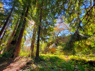 redwood forest