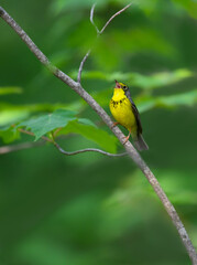  Canada Warbler singing in Spring on green Background