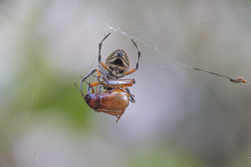 ARAÑA
ARACNIDO
