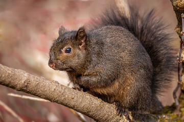 Eastern Gray Squirrel on a tree branch.