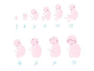 胎児の成長過程と週数