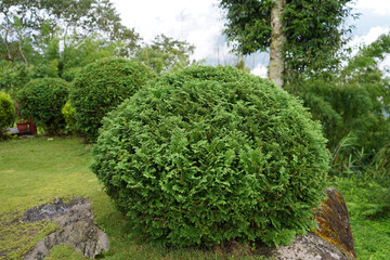 Green Round Shape shrubs Bush Plant Background, Thuja occidentalis