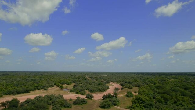 A dry river bed snakes in the middle of the bush in Africa, from a drone. in the middle of a desert patch, with trees surrounding the sand, green from the rain season