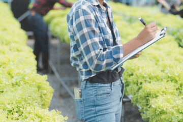 Young Asian woman and senior man farmer working together in organic hydroponic salad vegetable farm. Modern vegetable garden owner using digital tablet inspect quality of lettuce in greenhouse garden.