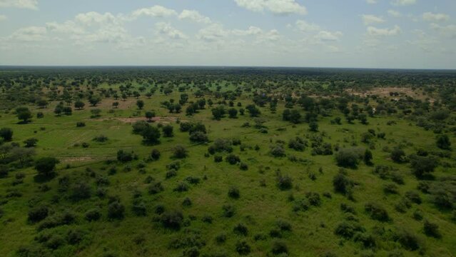 A dry river bed snakes in the middle of the bush in Africa, from a drone. in the middle of a desert patch, with trees surrounding the sand, green from the rain season