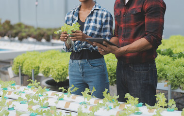 Young Asian woman and senior man farmer working together in organic hydroponic salad vegetable farm. Modern vegetable garden owner using digital tablet inspect quality of lettuce in greenhouse garden.