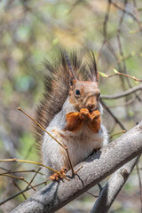 The squirrel with nut sits on a branches in the spring or summer.