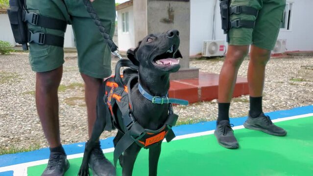Black K9 drug police dog together with policeman ready for drug search, red dog bib